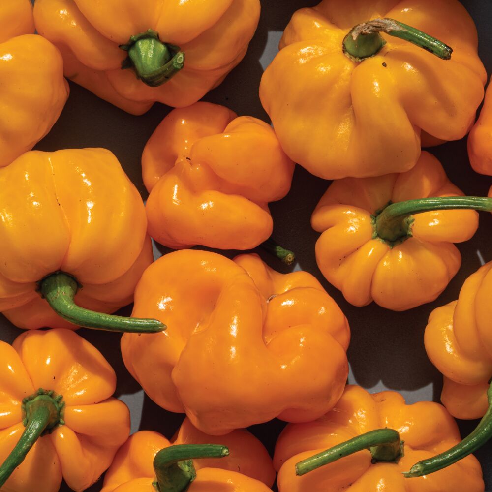 Yellowish orange Scotch Bonnet Peppers, large and small with green stem