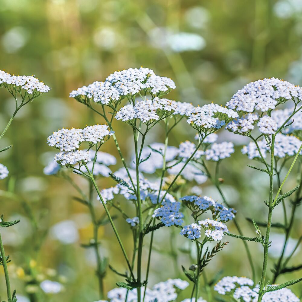 Yarrow Flower Yarrow Flower