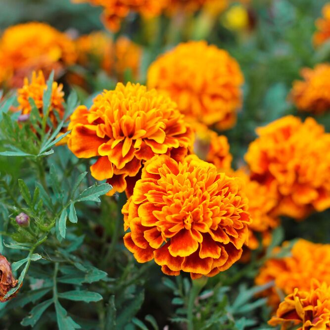 Marigold Flowers