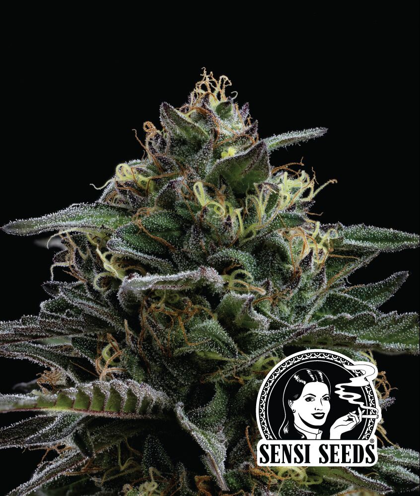 Purple Berry Sensi-Kooperation