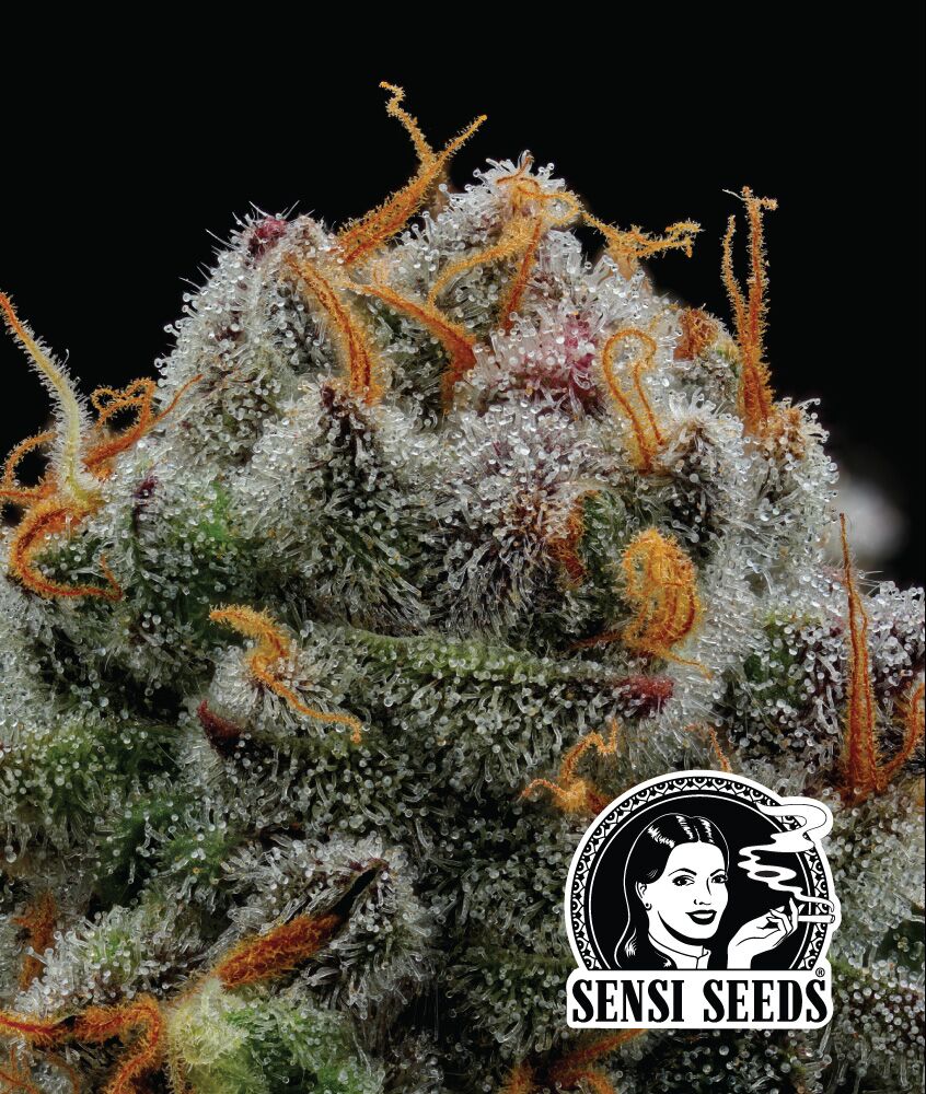 The Bird Strain Photo