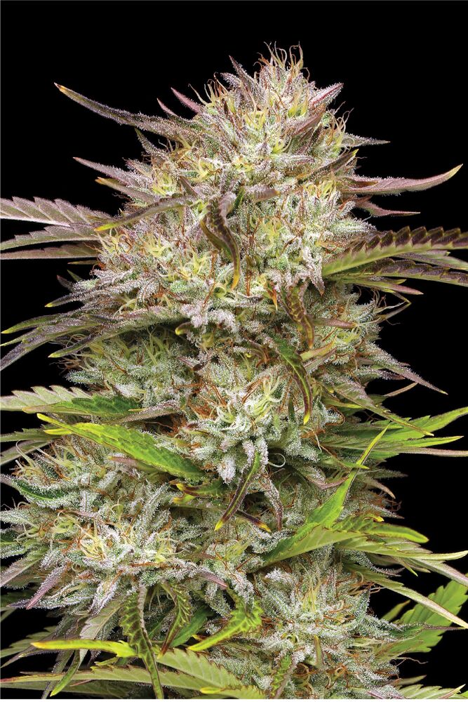 California Haze Feminized Cannabis Seeds | Humboldt Seed Co.