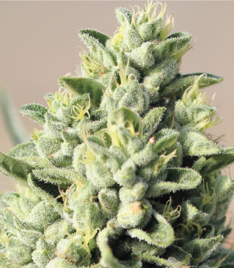 Old-growth Old Growth OG cannabis flower