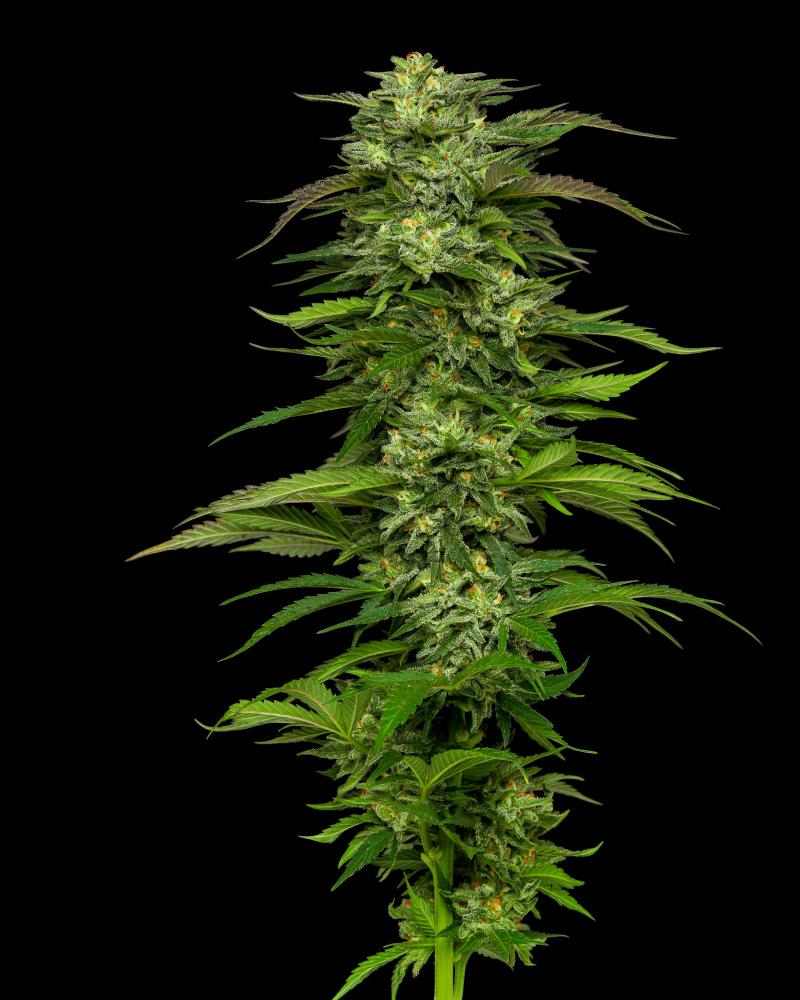 Dream Queen Dream Queen Cannabis Blume Pflanze