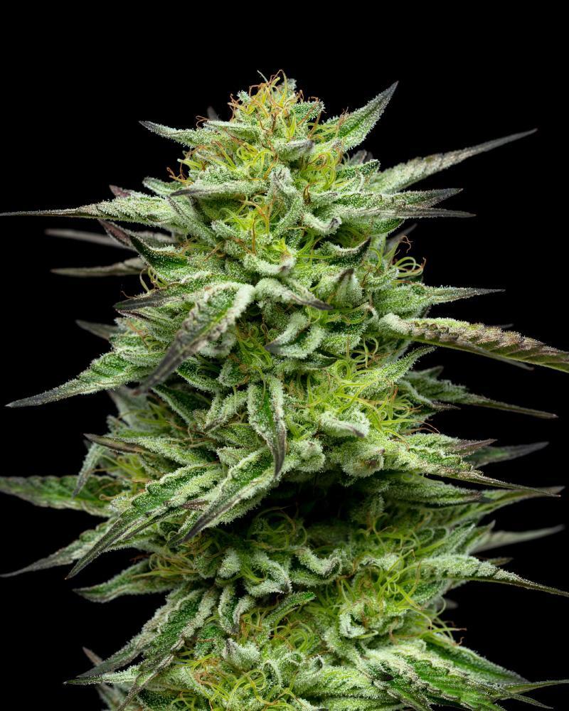 Flor de cannabis Mountaintop Mint Strain