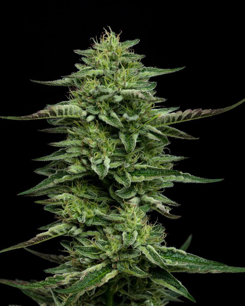 The Bling flowering cannabis, as labeled by the cited photo source