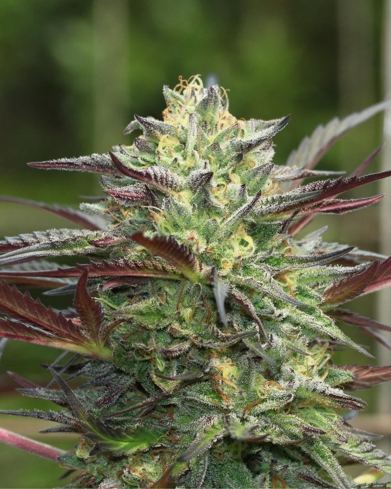 G.S. Cookies cannabis flower