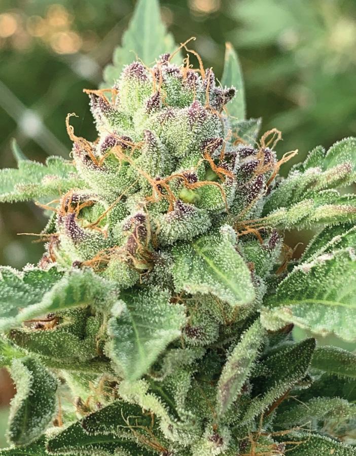 apple blossom cannabis flower