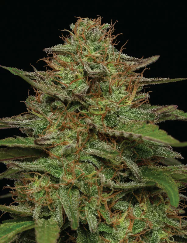Strawberry Cheesecake
