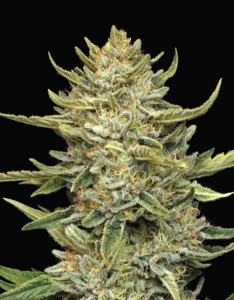 California Sour Diesel
