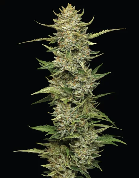 California Sour Diesel Before Pic