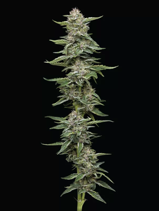 Garlic Budder Cannabis-Sorte