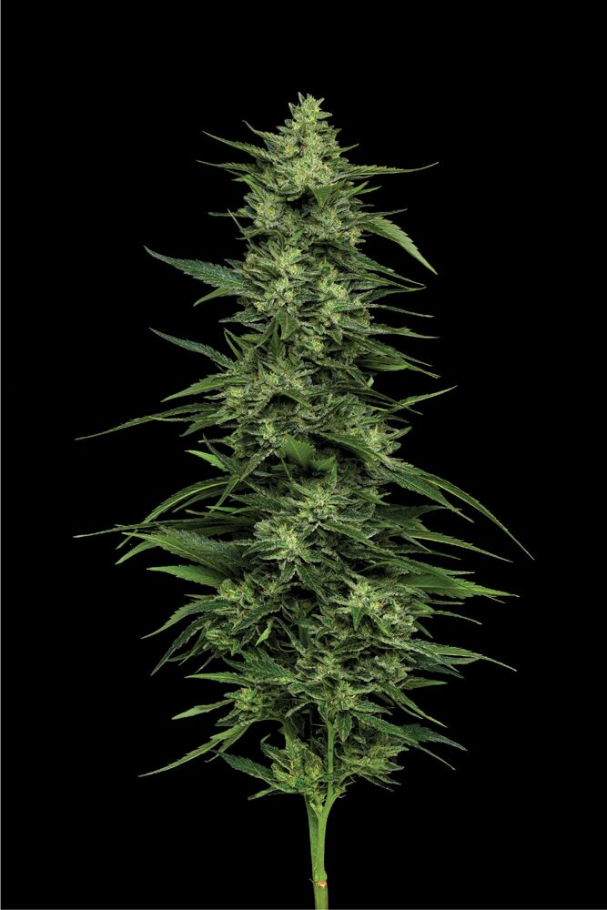 Limez planta viva tiro con flores masivas y profunda coloración verde tiro en un fondo negro