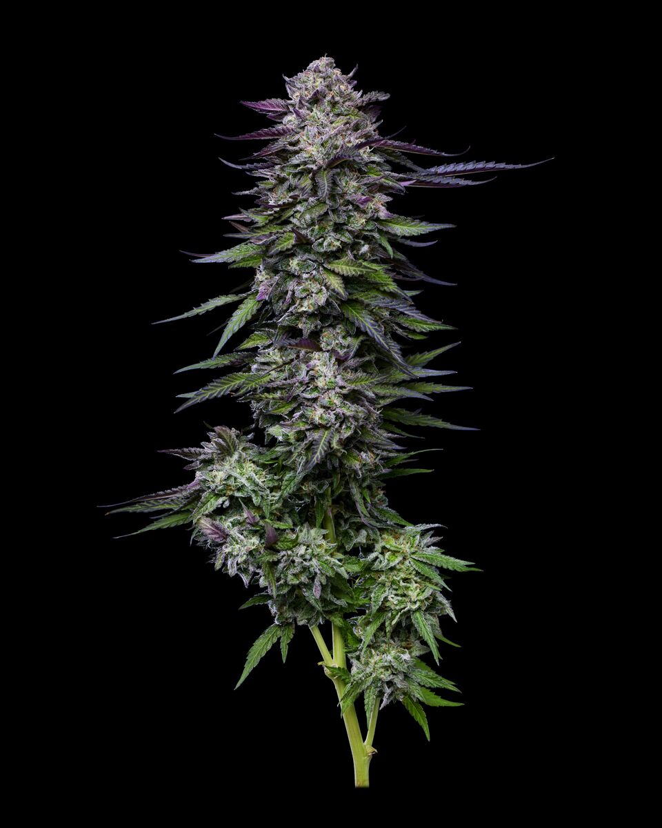 large purple weed strain candy hustle