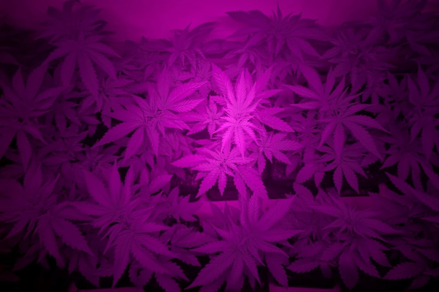 far red light used in cannabis cultivation