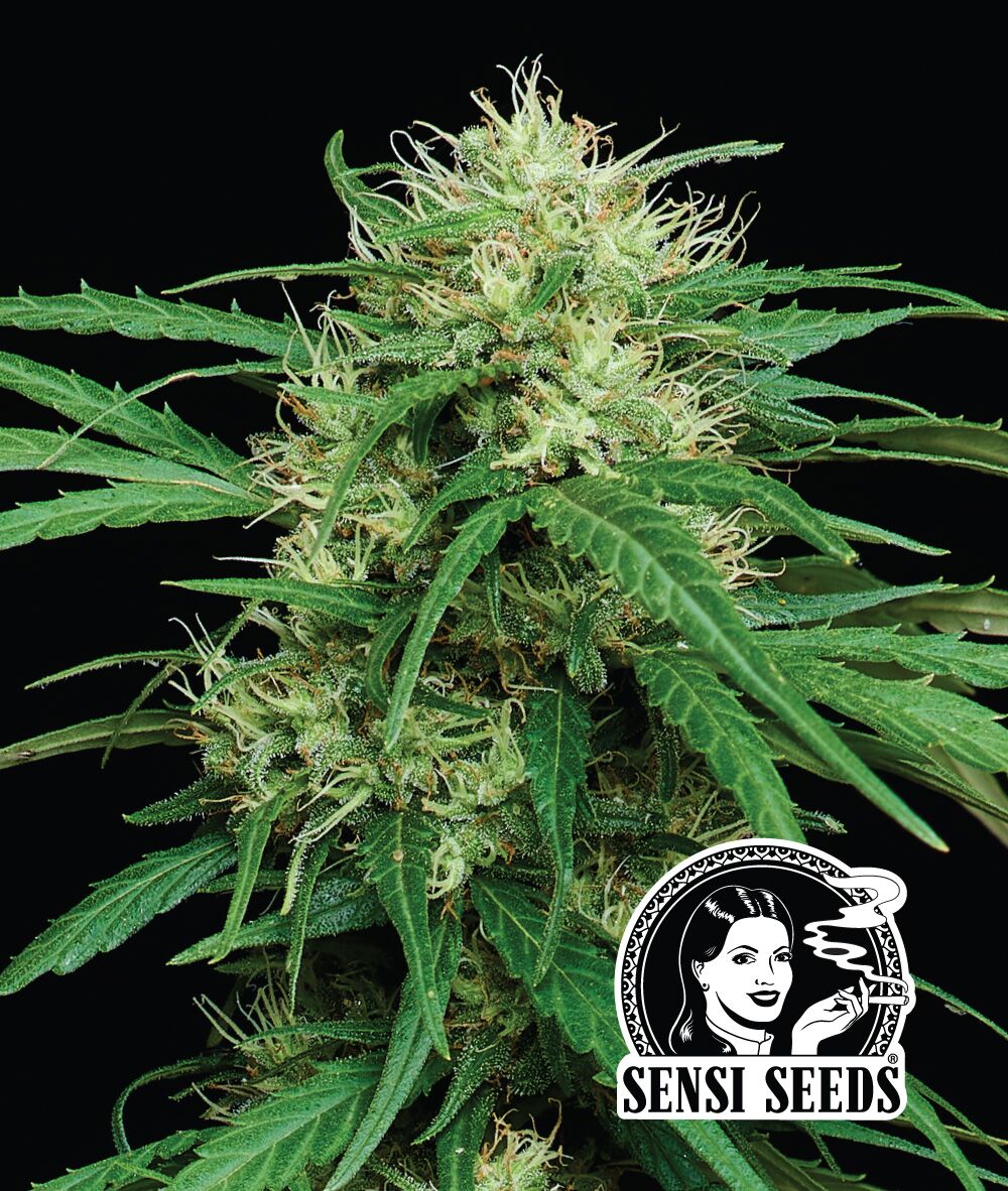 Haze Dawg Flower Photo